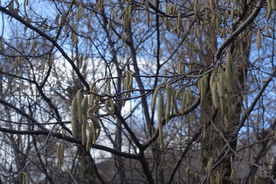 Male catkins of common hazel against blue sky in February