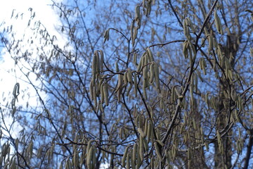 Sky and catkins of common hazel in February