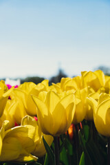 Yellow Tulip flowers blooming in the garden field landscape. Beautiful spring garden with many Yellow tulips outdoors. Blooming floral park in sunrise light. Stripped tulips growing in flourish 