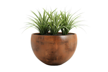 A lush plant thrives in a rustic wooden pot against a pristine white backdrop
