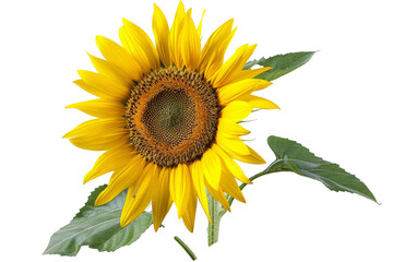 On a white background, an isolated sunflower