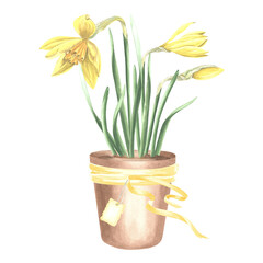 Yellow daffodils in clay flower pot tied with ribbon and tag. Isolated hand drawn watercolor illustration spring narcissus. Floral drawing template for card of Mothers day, 8 March, Easter, embroidery