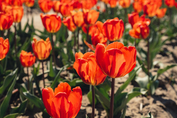 Tulip flowers blooming in the garden field landscape. Stripped tulips growing . Beautiful spring garden with many red tulips outdoors. Blooming floral park in sunrise light. Natural floral pattern