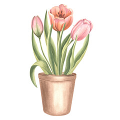 Pink tulips bouquet with leaves in flower pot. Isolated hand drawn watercolor illustration. Blossom spring garden flower. Drawing template for card of Mothers day, 8 March, Easter, textile, embroidery