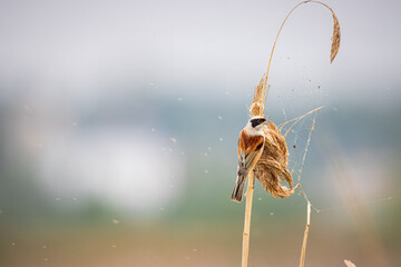 Eurasian penduline tit (Remiz pendulinus) sits on the phragmites and sings in the spring evening. European penduline tit close-up portrait with copyspace.	