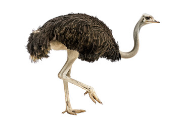 big ostrich wild animal
