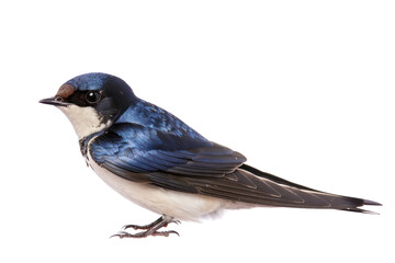 Obraz premium Swallows are birds with long wings and long tails. They are found all over the world. There are many species, such as the house swallow. field swallow