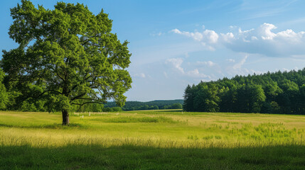 Fototapeta na wymiar Serene summer day in Brandenburg with lush green trees and fields