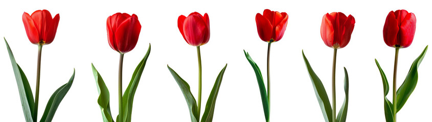 Red tulips on transparent background