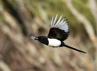 European Magpie in flight