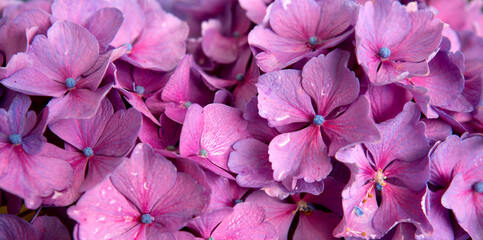 Close up of pink Hydrangea flower . - 756332347