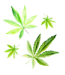 Set of green cannabis indica leaves painted in watercolor. Hand drawn marijuana illustration isolated on white  - 756332711