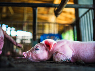 Cute newborn A week-old piglet  in the pig farm with other piglets, Close-up