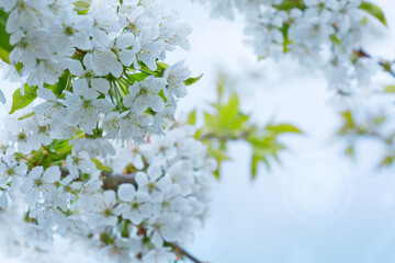 Macro shot of white cherry flowers isolated on blur sky background.