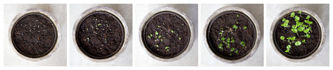 Set of young green basil seedlings growing in pot, Awakening herbs, top view, time laps