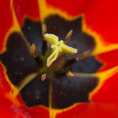 Close up of red tulip flower. Abstract background. - 756333501