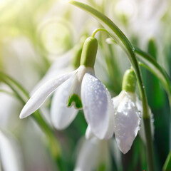 Spring Snowdrops on bokeh background in sunny garden . - 756333924