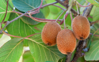 Kiwi tree with fruit and leaves in the sun