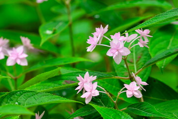 ピンクの紫陽花