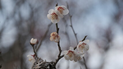 咲き始める梅の花
