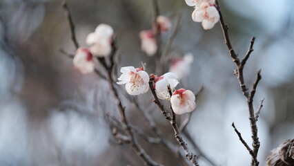 咲き始める梅の花
