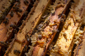 Open hive showing the bees swarming on a honeycomb..