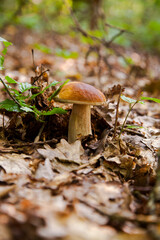 Single Boletus mushroom in the wild. Porcini mushroom grows on the forest floor at autumn season..