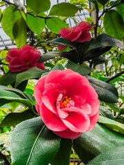 Beautiful red camellia in green foliage.