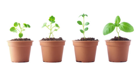 placing seedlings in individual pots, reflecting the freshness and potential of these young plants on a clean white surface.
