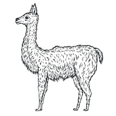 Hand drawn alpaca, lama or guanaco in monochrome sketch style. Animal south america isolated on white background. Vector vintage illustration. - 756340782