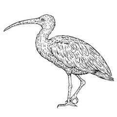 Hand drawn ibis bird in monochrome sketch style. Bird south america isolated on white background. Vector vintage illustration. - 756340784