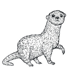 Hand drawn otter in monochrome sketch style. Animal south america isolated on white background. Vector vintage illustration. - 756340920