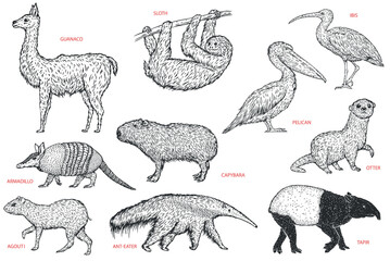 Set monochrome birds and animals south america in hand drawn vintage style. Anteater, tapir, capybara, otter, pelican, armadillo, ibis, sloth, guanaco, agouti. Sketch vector illustration. - 756340938