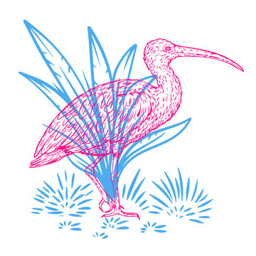 recommend clip art: Hand drawn ibis bird in color sketch style. Bird south america isolated on white background. Vector vintage illustration.