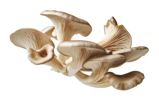 mushroom slices hovering in the air, emphasizing the earthy tones and unique shapes.
