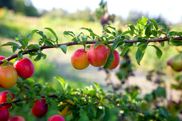 Ripe cherry plum berries in the garden on a tree. Growing cherry plums in a orchard..