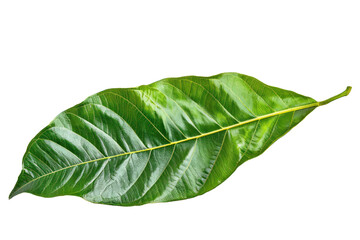 Fototapeta premium The green leaves have beautiful patterns.