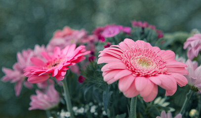 Colorful mixed flower bouquet isolated on blur green background.