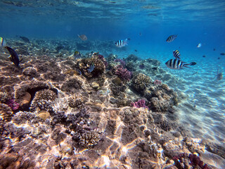 Rhinecanthus assasi fish or Picasso trigger fish on his coral reef in the Red Sea, Egypt.