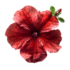 Red petunia flower PNG. Red flower isolated. Petunia top view PNG. Petunia flower flat lay PNG. Summertime flower