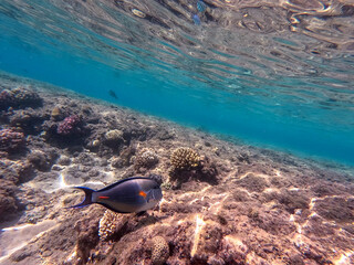 Obraz premium Surgeon fish or sohal tang fish (Acanthurus sohal) at the Red Sea coral reef..