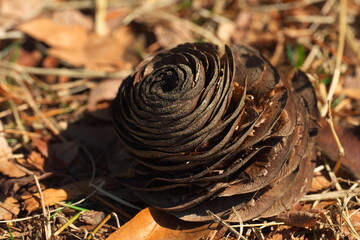 大きな松ぼっくり ヒマラヤ杉