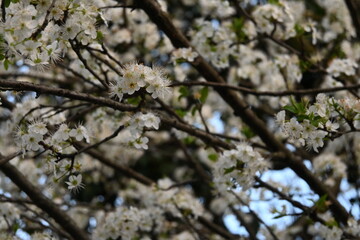 Albero con fiori bianchi