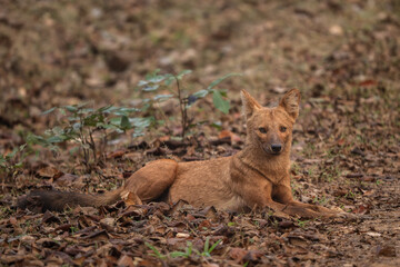 Dhole - Cuon alpinus, beautiful iconic Indian Wild Dog from South and Southeast Asian forests and jungles, Nagarahole Tiger Reserve, India. - 756345726