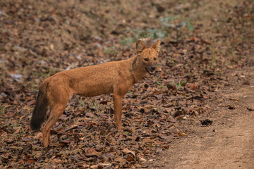 Dhole - Cuon alpinus, beautiful iconic Indian Wild Dog from South and Southeast Asian forests and jungles, Nagarahole Tiger Reserve, India. - 756345741