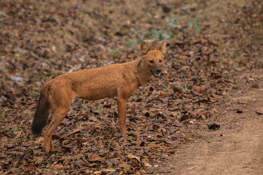 Dhole - Cuon alpinus, beautiful iconic Indian Wild Dog from South and Southeast Asian forests and jungles, Nagarahole Tiger Reserve, India.