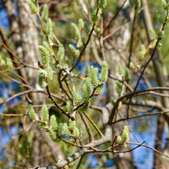 (Salix caprea) Goat willow or great sallow tree with grey-brown bark bearing fluffy pale green...