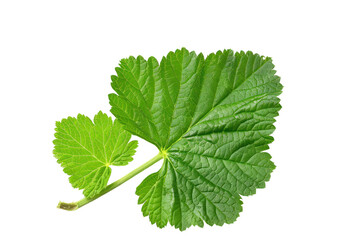 strawberry leaves green