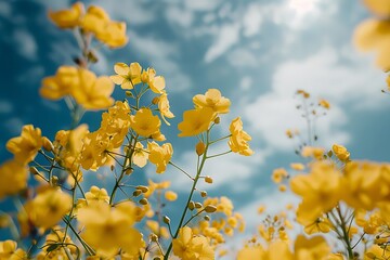 Obraz premium Low angle view of beautiful Rapeseed in blossom before harvesting. The sky is blue and the sun shines. Background image with space for copy.
