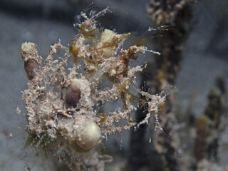 Decorator Crab at night, Dekorierkrabbe in der Nacht.